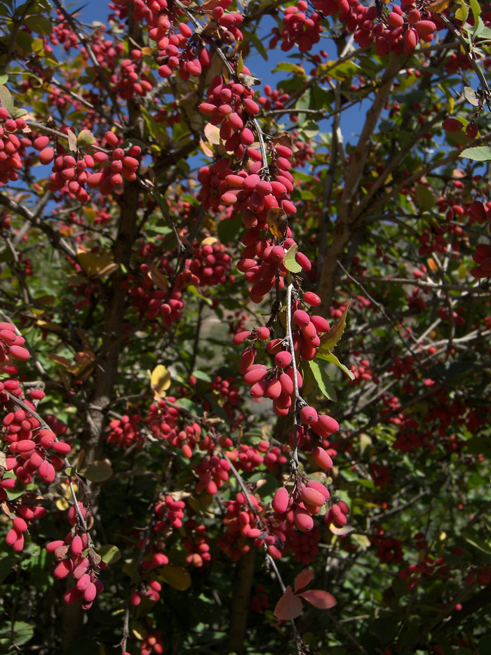 Image of Berberis densiflora specimen.