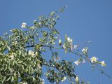 Ceiba insignis. Ветвь дерева с бутонами, цветами и плодами. Израиль, г. Беэр-Шева, городское озеленение. 05.10.2012.