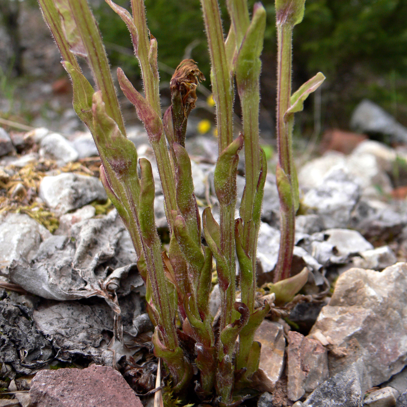 Image of Tussilago farfara specimen.