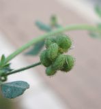 Medicago lupulina. Соплодие. Израиль, г. Беэр-Шева, сорняк на газоне. 06.11.2012.