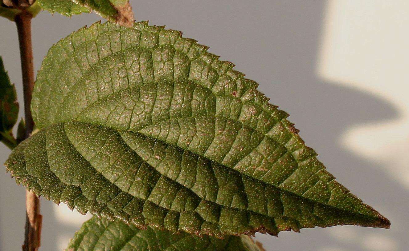 Image of Deutzia &times; hybrida specimen.