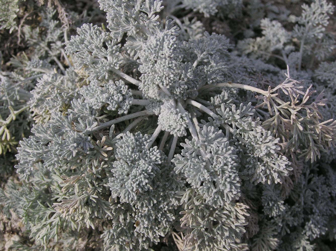 Image of Artemisia lercheana specimen.