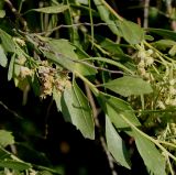 Baccharis halimifolia