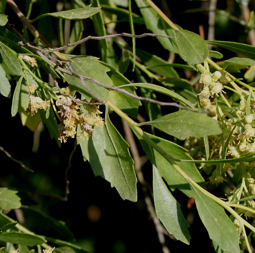 Image of Baccharis halimifolia specimen.