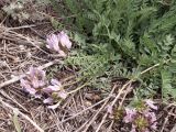 genus Astragalus