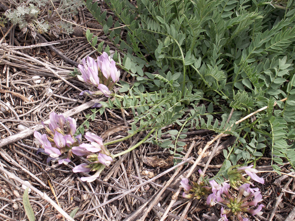 Image of genus Astragalus specimen.