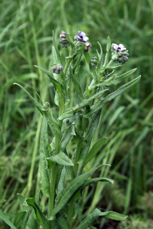 Image of Cynoglossum creticum specimen.