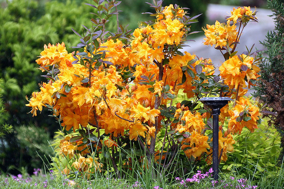 Image of genus Rhododendron specimen.