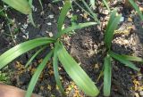 Galanthus transcaucasicus