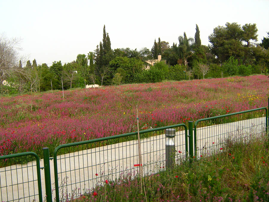 Изображение особи Silene palaestina.