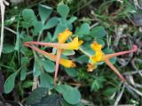 Corydalis sewerzowii