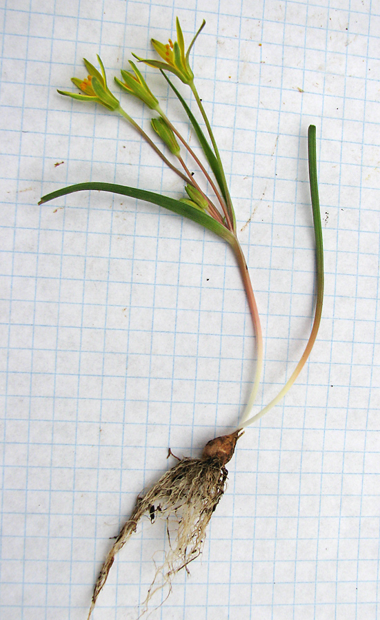 Image of Gagea tesquicola specimen.