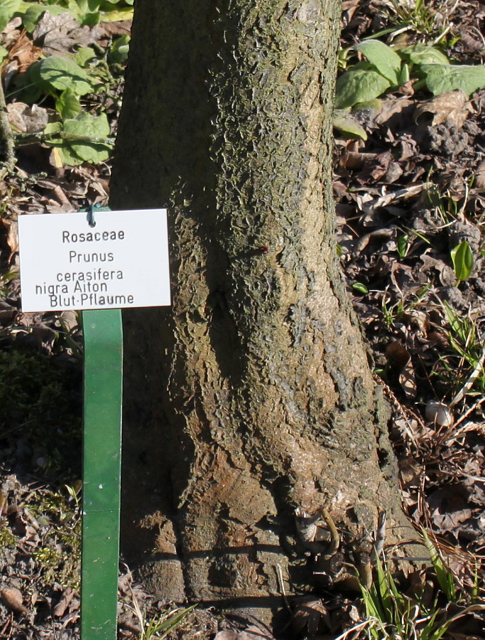 Image of Prunus cerasifera specimen.