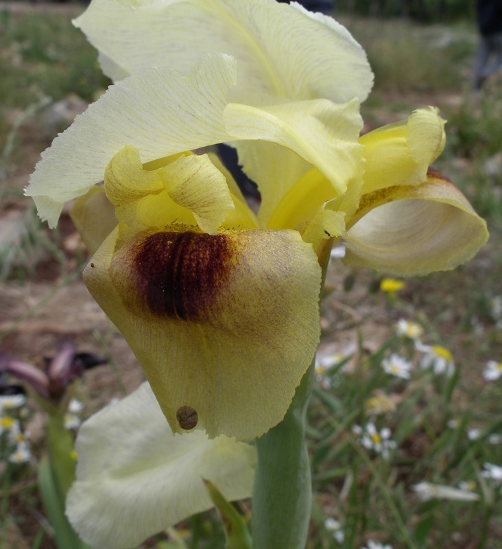 Image of Iris haynei specimen.