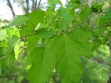 Acer ginnala