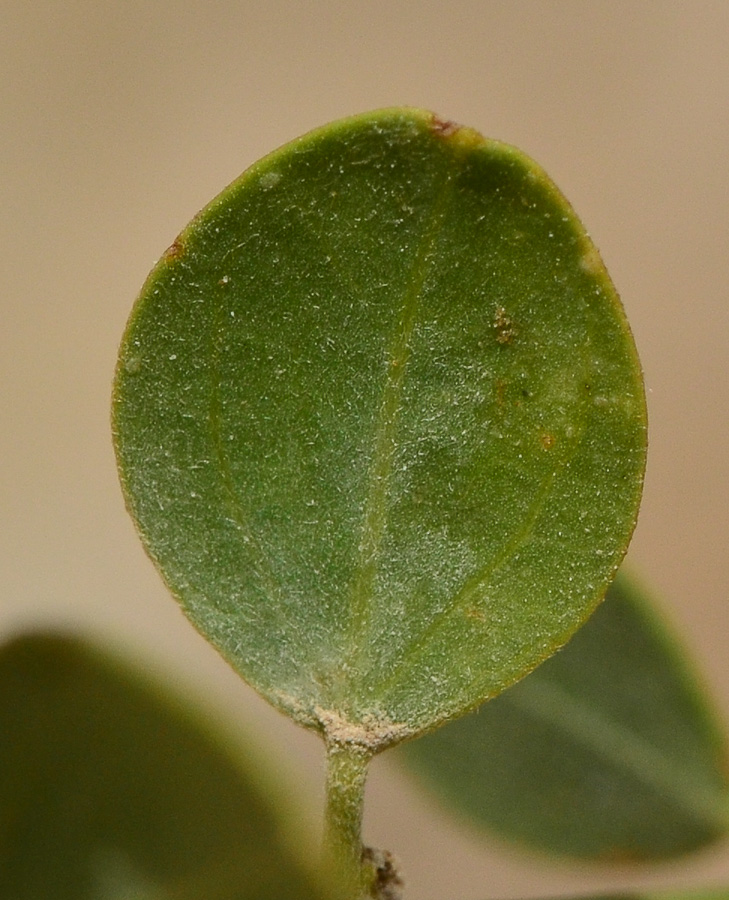 Image of Cocculus pendulus specimen.