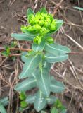 Euphorbia iberica. Цветущее растение. Ставропольский край, г. Кисловодск, Курортный парк верхний, на вершине горы Красное Солнышко. 11.04.2013.