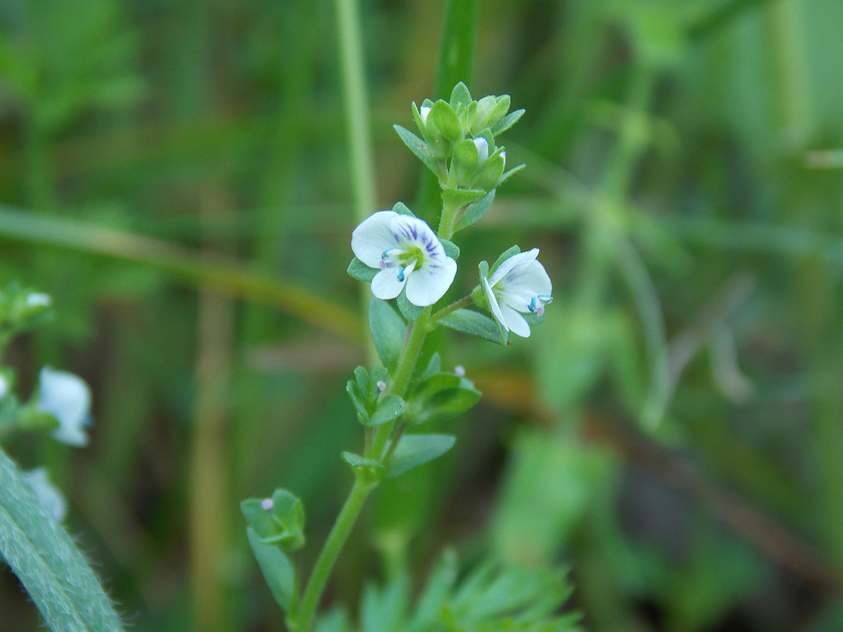 Изображение особи Veronica serpyllifolia.