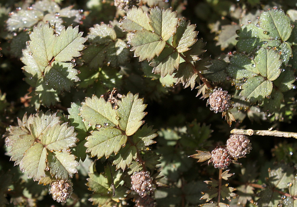 Image of genus Acaena specimen.