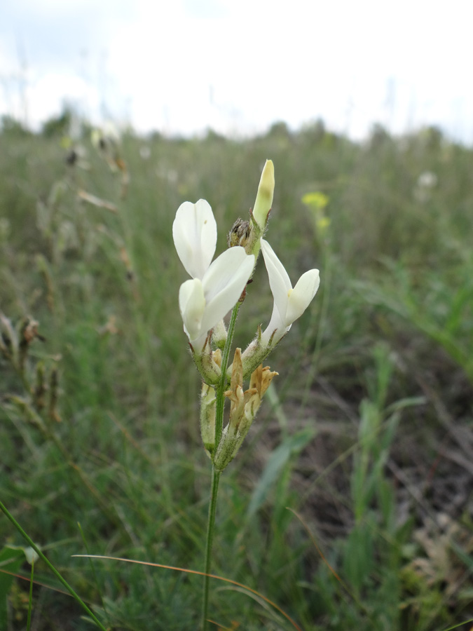 Изображение особи Astragalus pallescens.