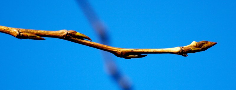 Image of Populus &times; sibirica specimen.