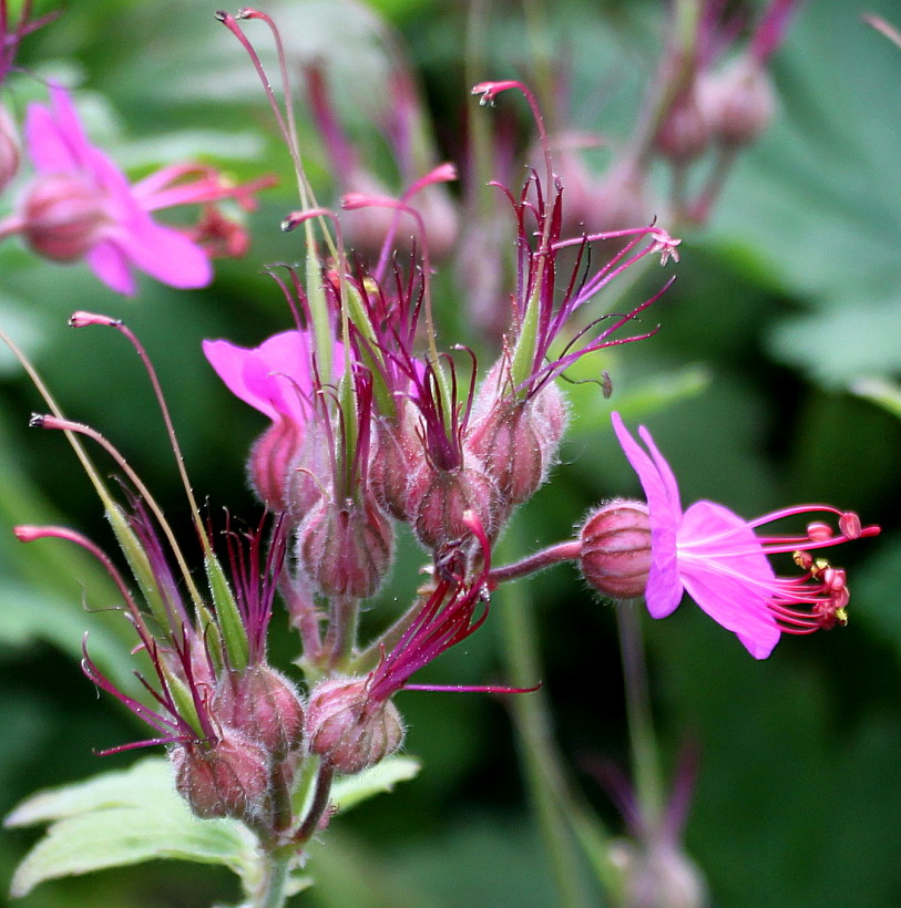 Image of Geranium macrorrhizum specimen.