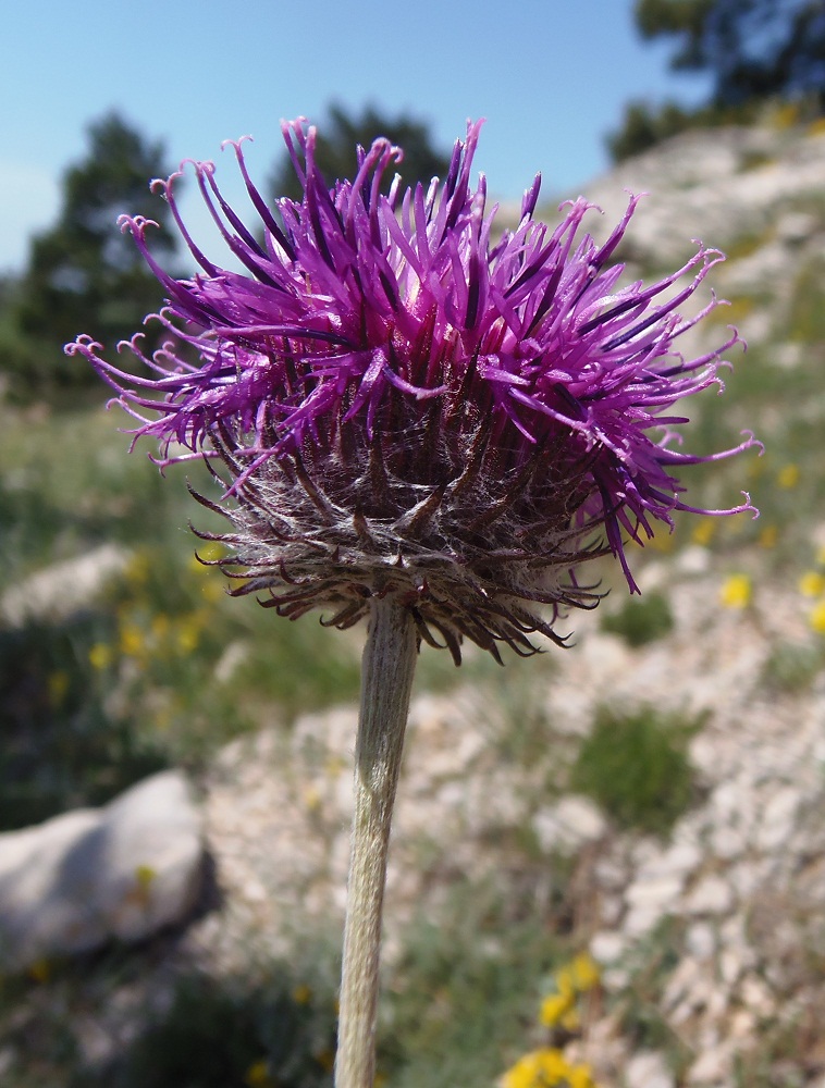 Image of Jurinea roegneri specimen.