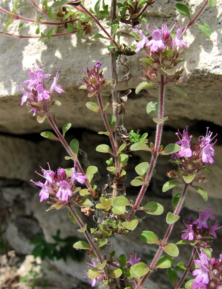 Изображение особи Thymus hirticaulis.