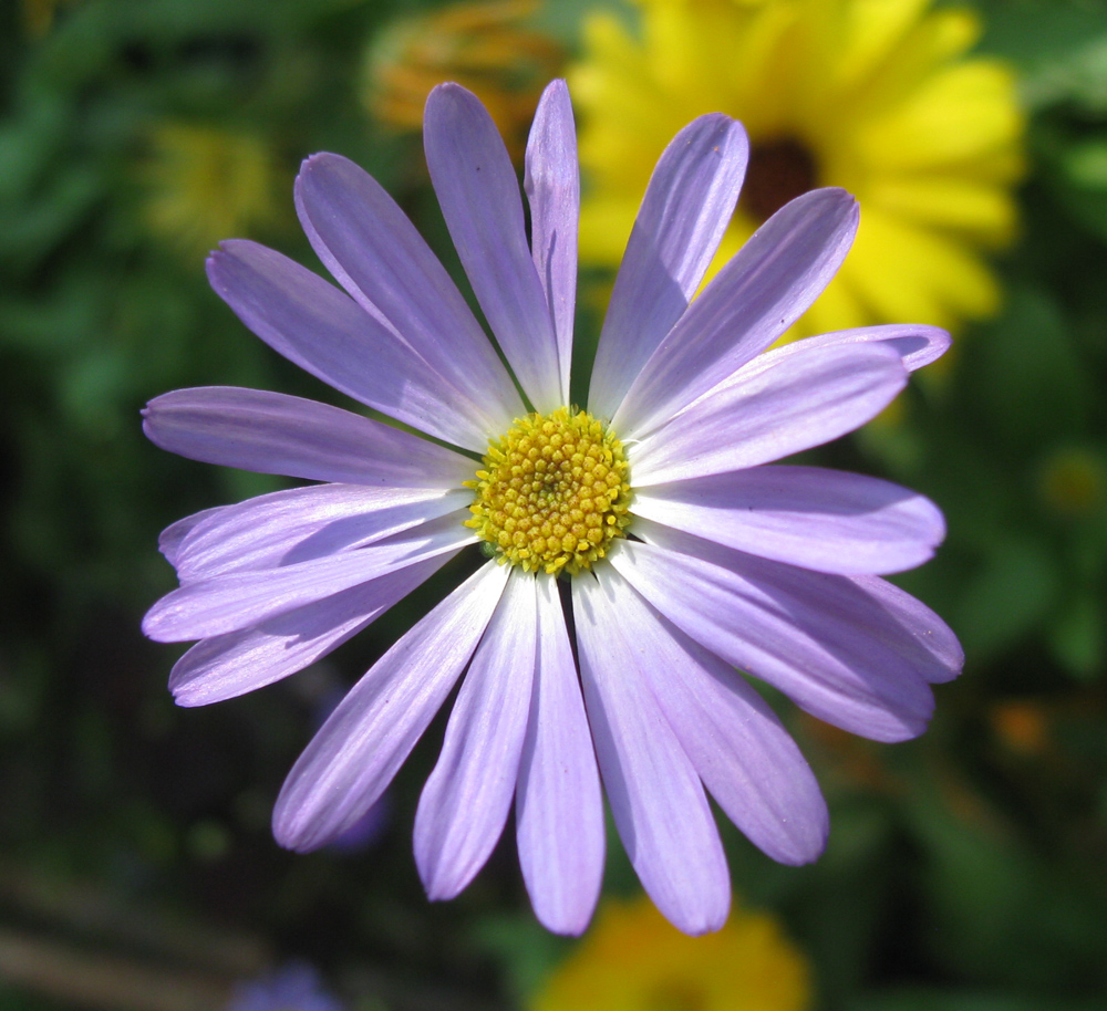 Image of Brachyscome multifida specimen.