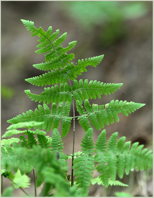 Image of Gymnocarpium robertianum specimen.