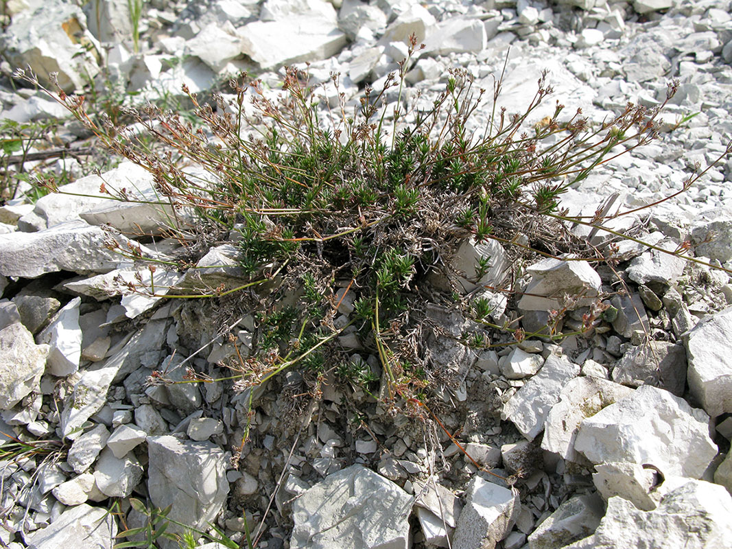 Изображение особи Asperula lipskyana.