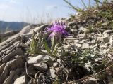 genus Centaurea. Цветущее растение (длина цветоносного побега 2-3 см). Краснодарский край, окр. г. Геленджик, прибрежная гора, каменистый склон, выс. около 600 м н.у.м. 14.09.2013.