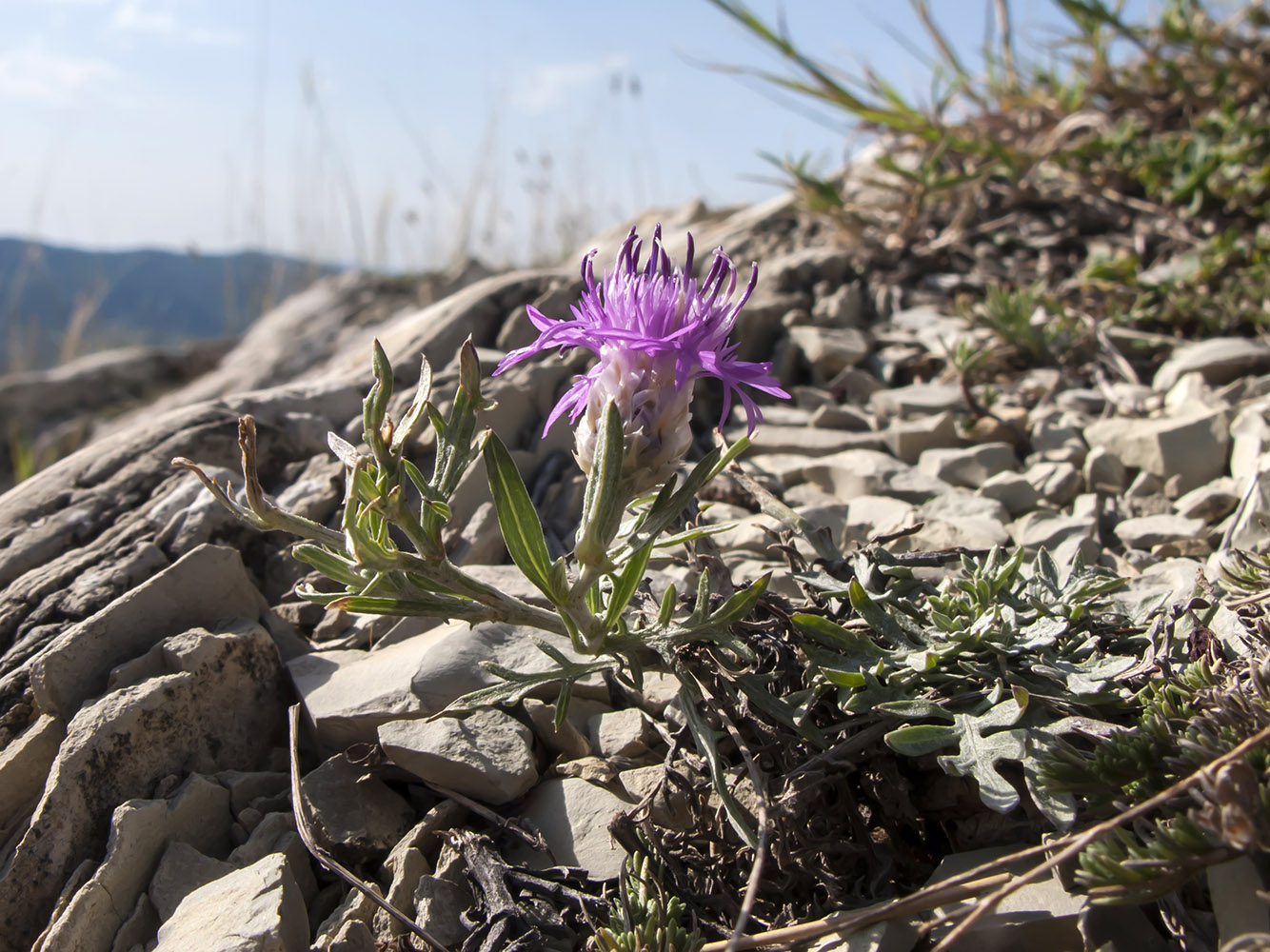 Изображение особи род Centaurea.