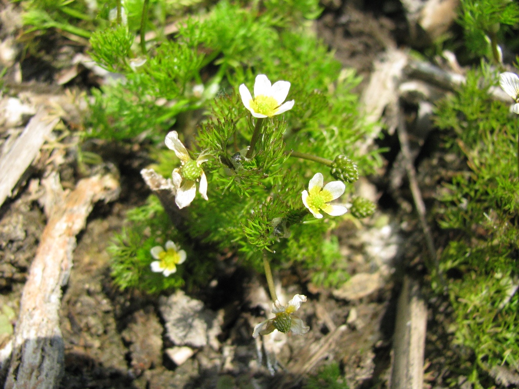 Изображение особи Ranunculus rionii.