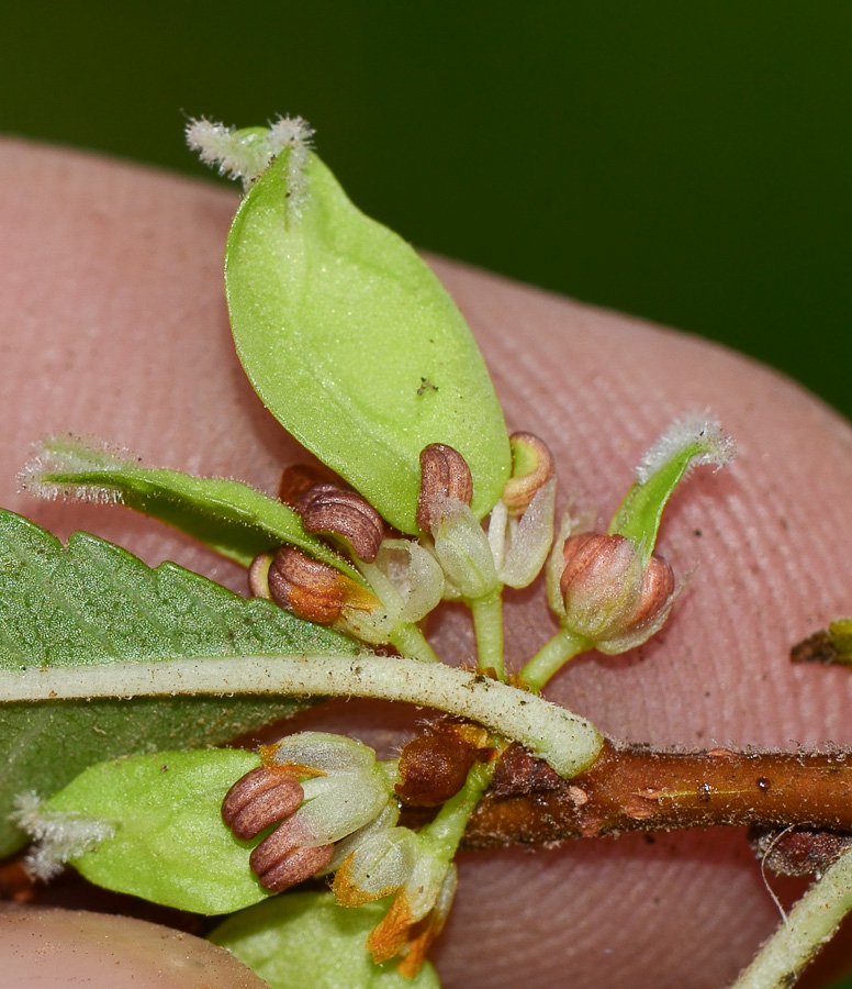 Image of Ulmus parvifolia specimen.