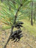 Pinus sylvestris. Часть веточки с прошлогодними шишками. Якутия, Мегино-Кангаласский улус, сосновый бор. Начало августа 2013 г.