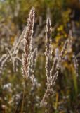 Calamagrostis epigeios. Соплодие. Иркутская обл., Слюдянский р-н, окр. порта Байкал. 28.09.2013.