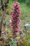 Echium popovii
