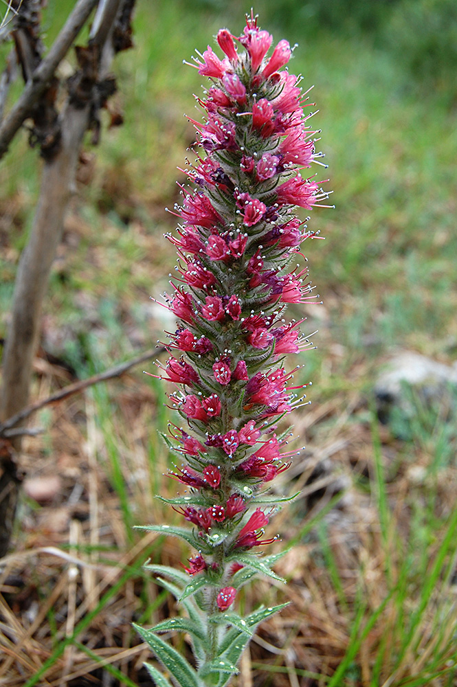 Image of Echium popovii specimen.