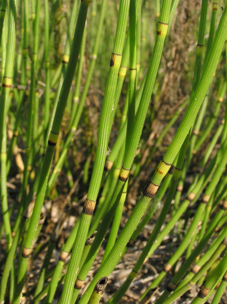 Изображение особи Equisetum &times; moorei.