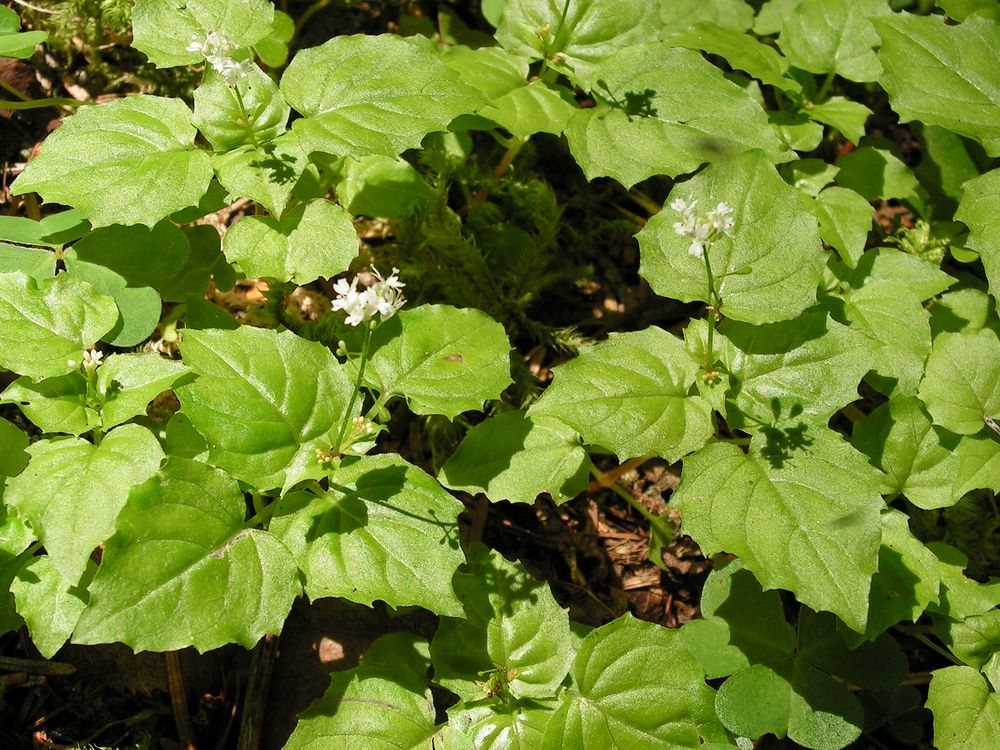 Image of Circaea alpina specimen.