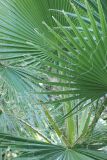 Washingtonia filifera. Листья. Крым, Ялтинский горсовет, пос. Никита, Никитский ботанический сад, в культуре. 3 августа 2013 г.