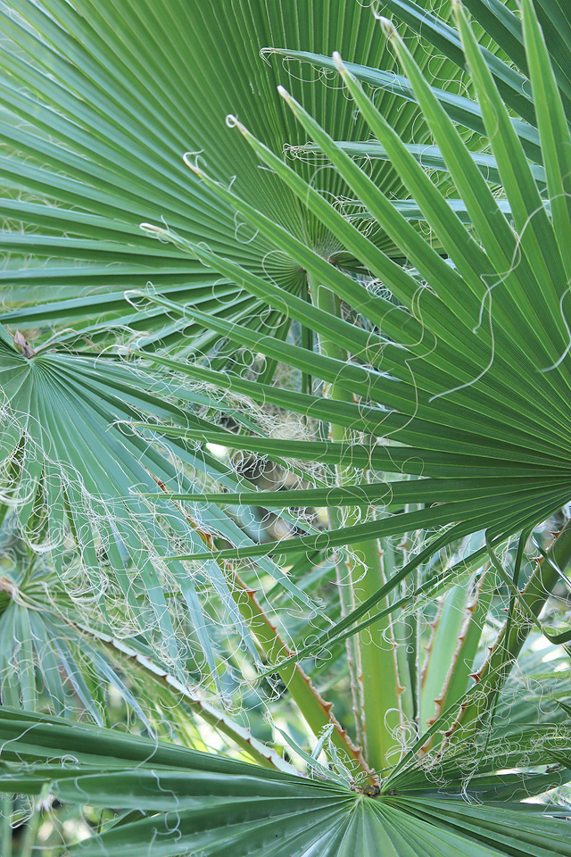 Image of Washingtonia filifera specimen.