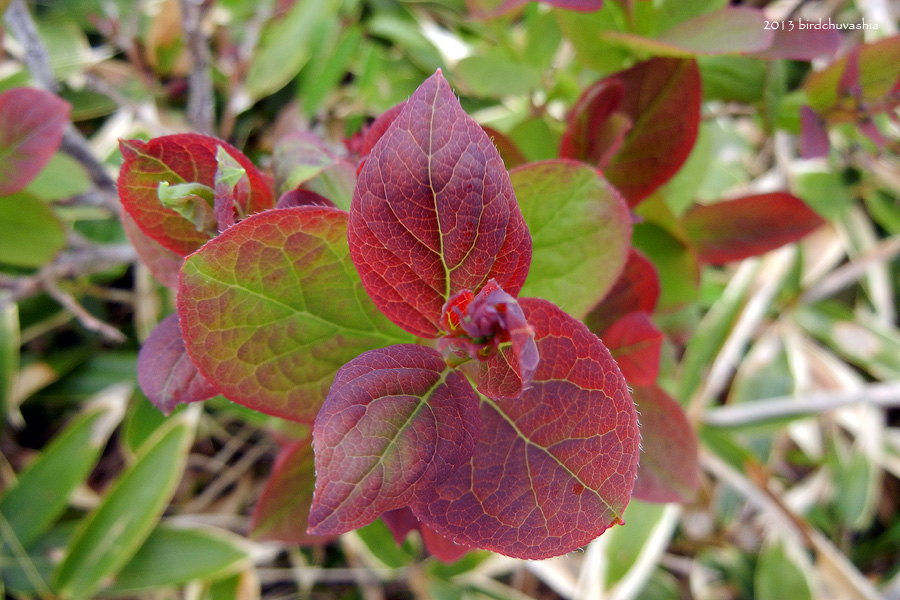 Изображение особи Eubotryoides grayana.