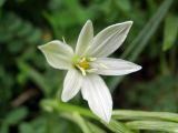 Ornithogalum arianum. Цветок. Узбекистан, г. Ташкент, Ботанический сад им. Ф.Н. Русанова, 17.08.2008.