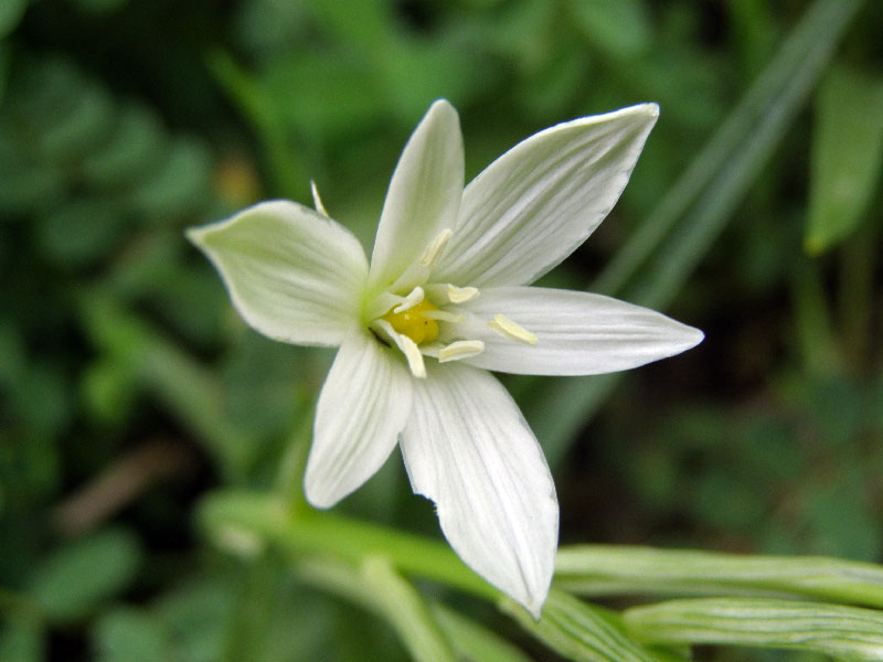 Image of Ornithogalum arianum specimen.