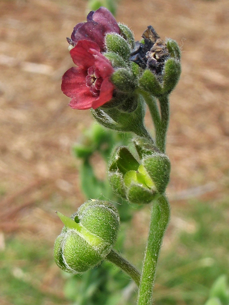 Изображение особи Cynoglossum officinale.