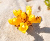 Cistanche tubulosa. Цветущее растение. Сокотра, залив Шуаб. 04.01.2014.