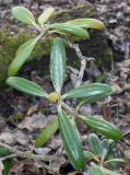 Rhododendron yakushimanum. Ветка (на нижнем побеге цветочная почка). Германия, г. Дюссельдорф, Ботанический сад университета. 02.03.2014.