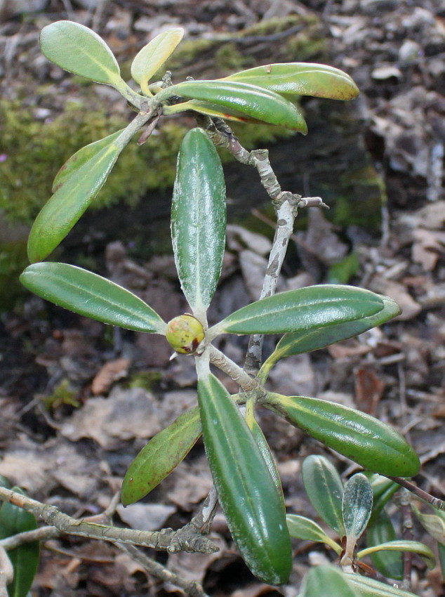 Image of Rhododendron yakushimanum specimen.